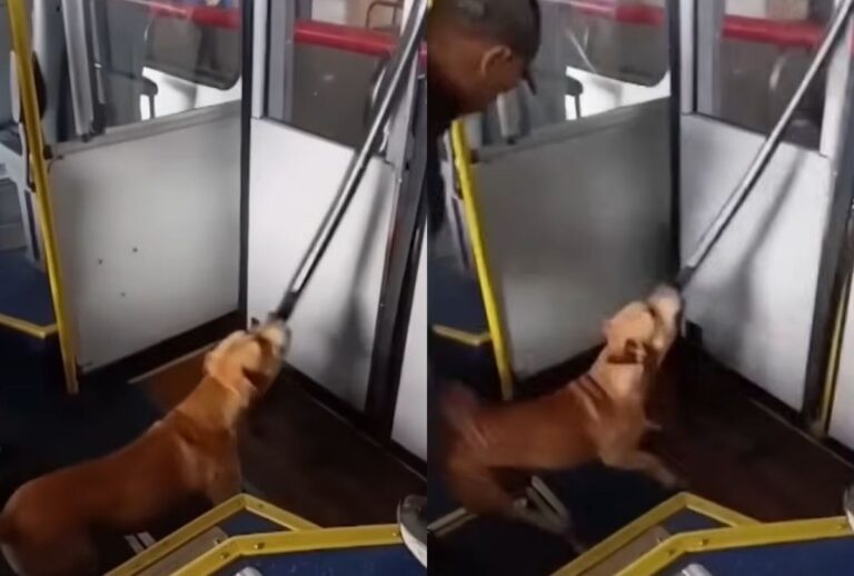cachorro-caramelo-destrói-porta-ônibus
