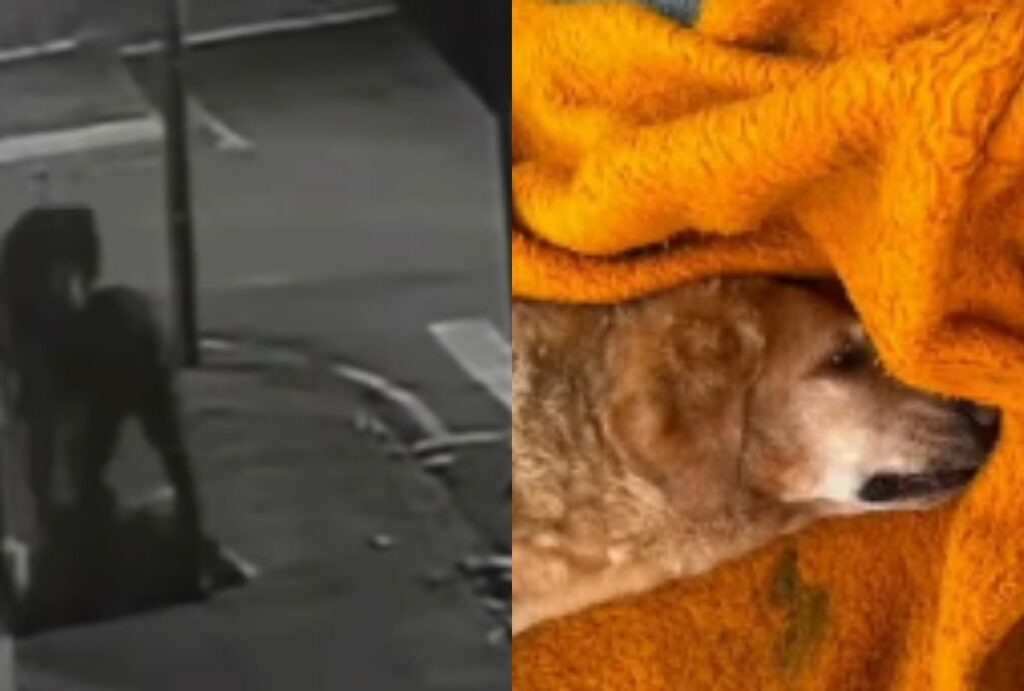 cachorro-abandonado-jataizinho