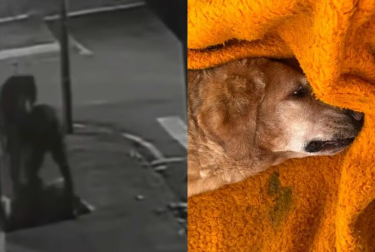 cachorro-abandonado-jataizinho-6a732f1420d85