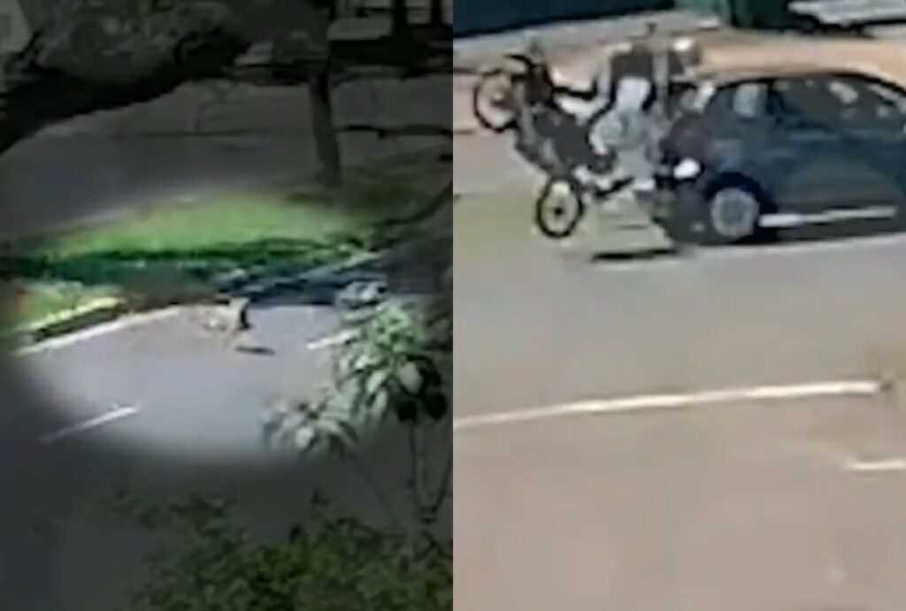 cachorro-acidente-moto-maringá
