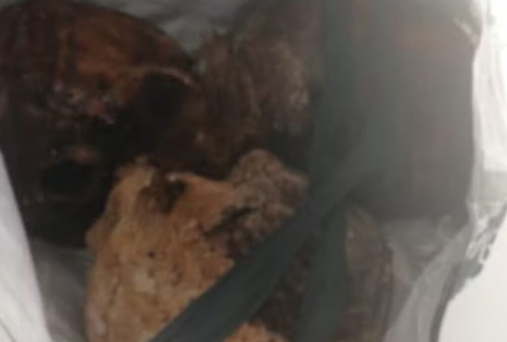 Crânios humanos