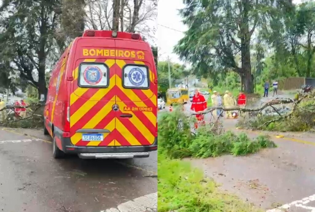 Árvore cai em Curitiba