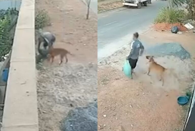 homem-rouba-ração-cão-comunitário