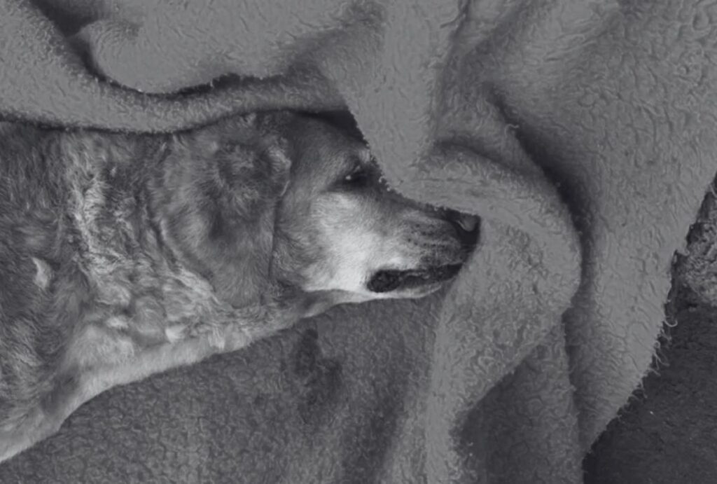 morre-cachorro-atropelado-jataizinho