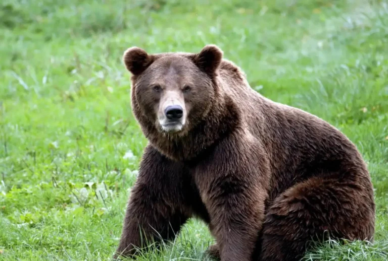 O urso atacou a mulher