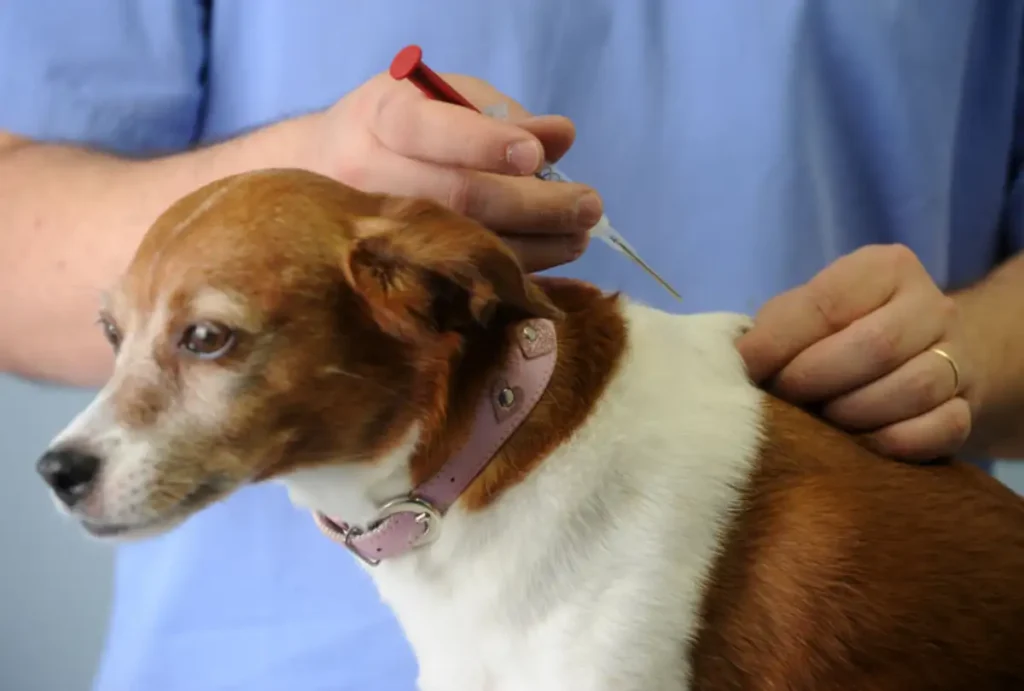 Vacinação gratuita de pets em Curitiba