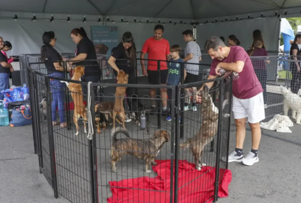 Curitiba terá uma ação com adoção de cães e microchipagem gratuita de animais neste sábado (26).