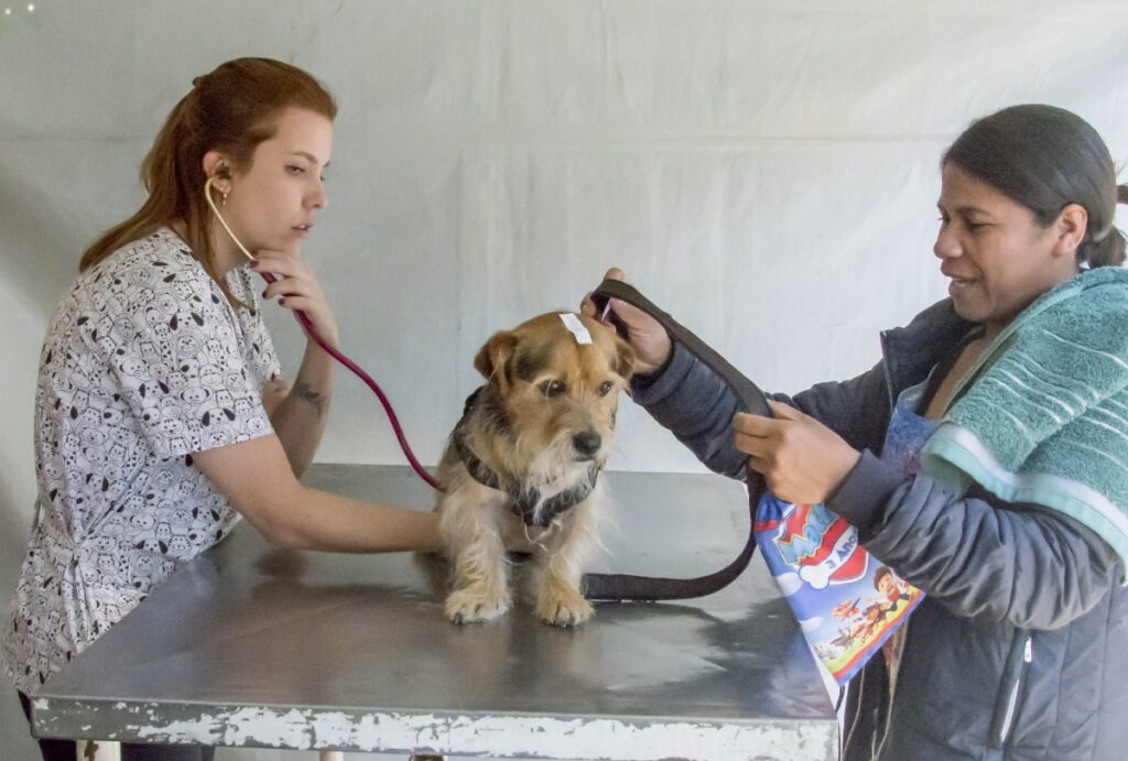 CastraPet Paraná vai realizar 3,8 mil castrações gratuitas de cães e gatos em 22 cidades durante o mês de setembro. Confira o calendário.