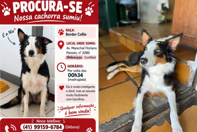 Família faz apelo e oferece recompensa por Nix, uma cachorra Border Collie que desapareceu no bairro Rebouças, em Curitiba.