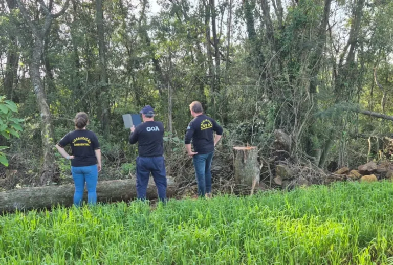 IAT aplica multas por danos à mata atlantica no parana