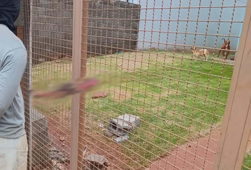 Menino é morto por pitbull