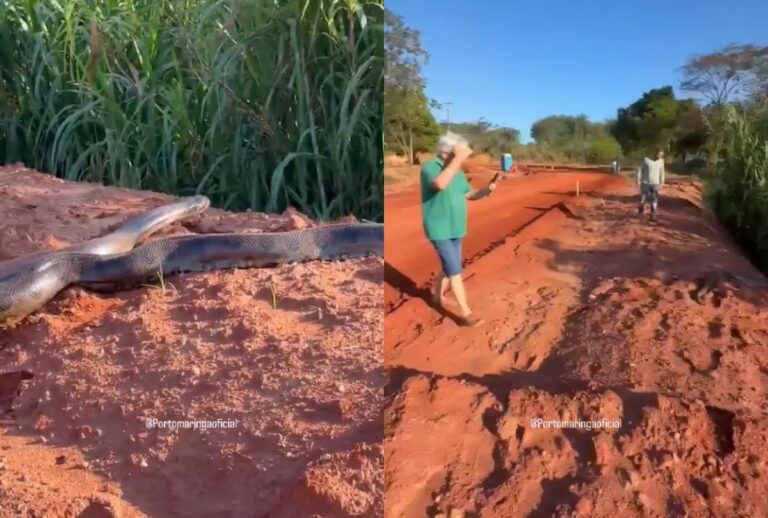 sucuri-gigante-porto-maringá