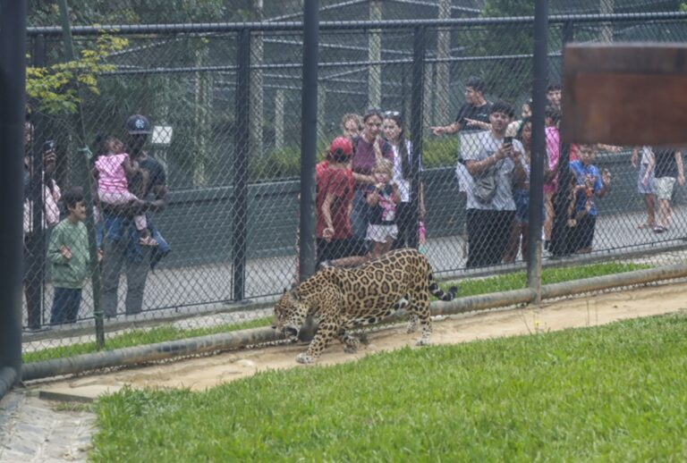 O Zoológico de Curitiba reabre para visitação neste fim de semana e feriado. Veja horários, atividades e nova data de fechamento.