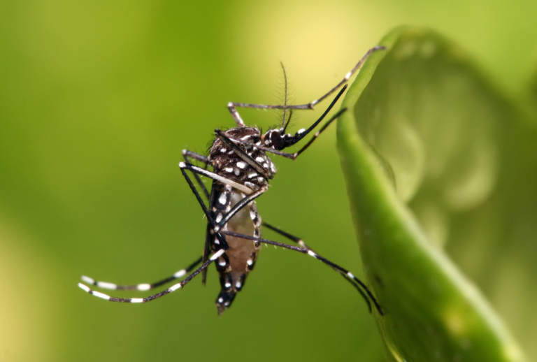 Aedes aegypti