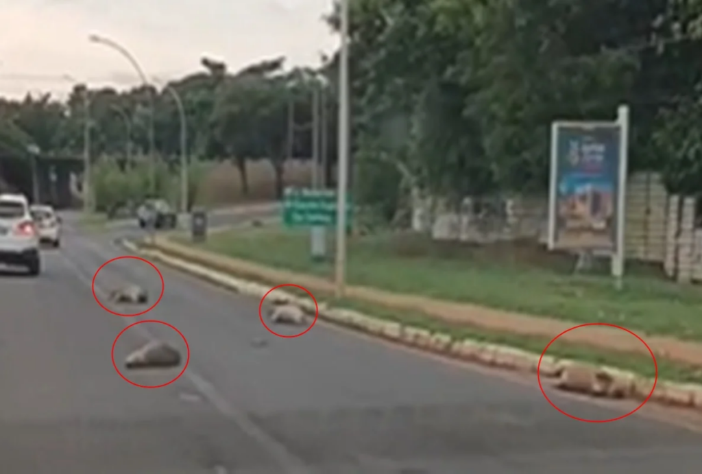 Grupo de capivaras morto