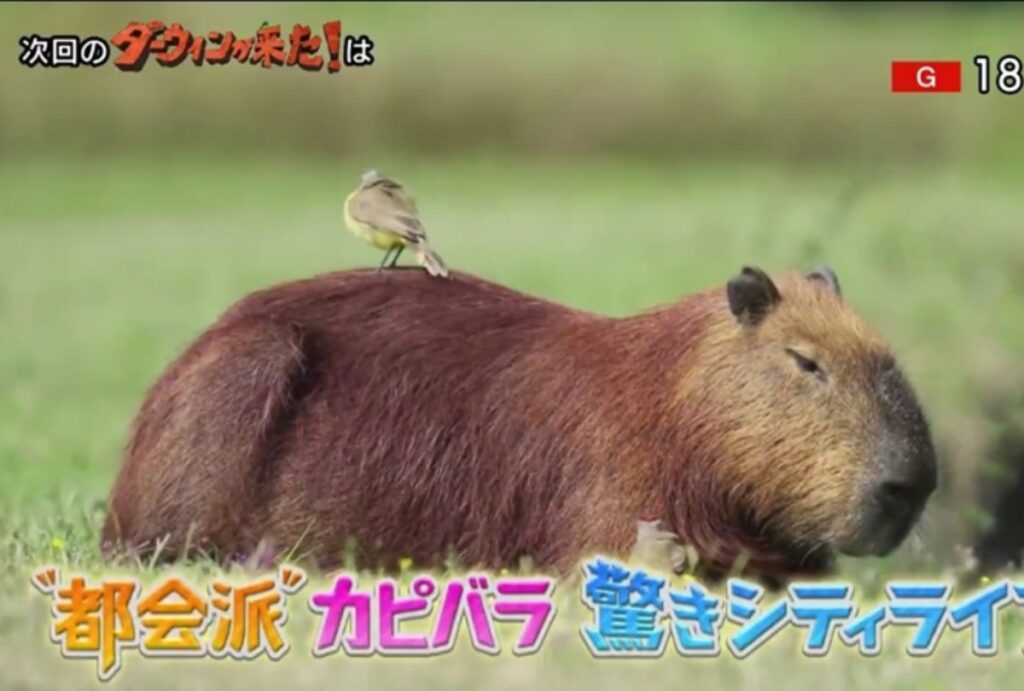 As capivaras de Curitiba viraram estrelas de um documentário na TV do Japão. Produção gravou a rotina dos animais nos parques da cidade.