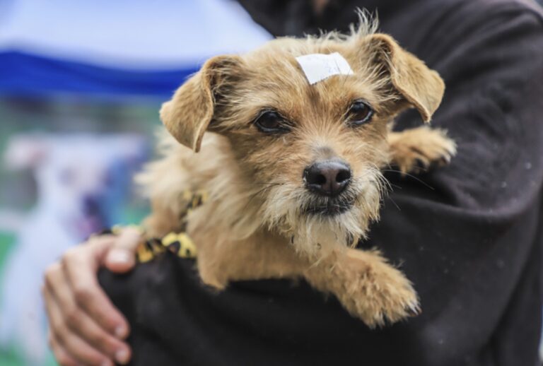 Prefeitura abriu mais de 5 mil vagas para mutirões de castração gratuita de cães e gatos em Curitiba. Veja o calendário e como agendar.