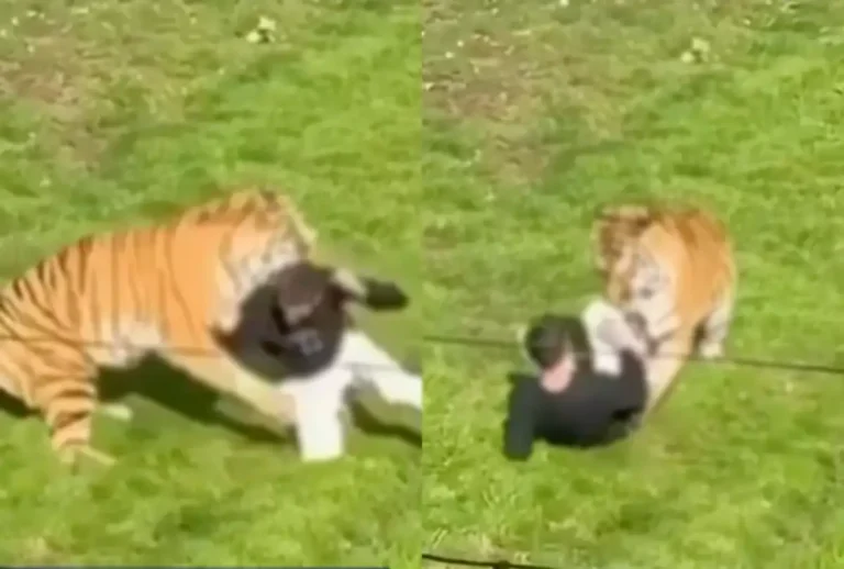 Um homem morreu após entrar no recinto de um tigre e ser atacado pelo animal neste sábado (10).