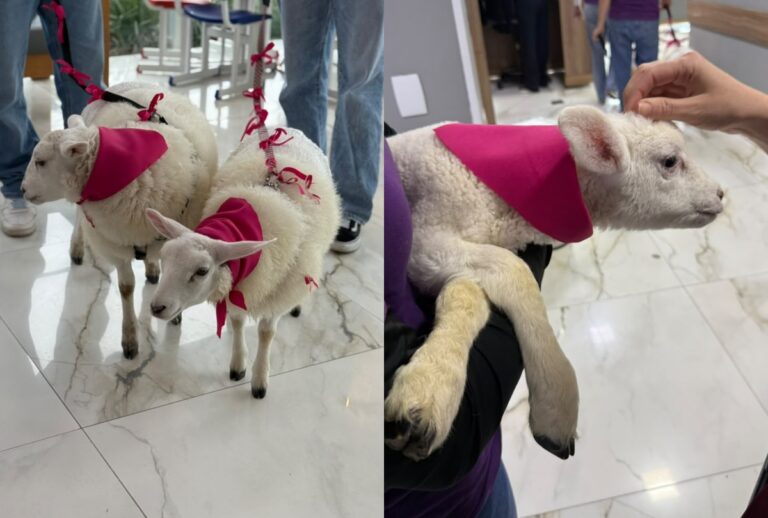 Ovelhas visitaram os pacientes internados no Hospital Ônix Batel, em Curitiba, marcando o fim do Outubro Rosa, levando acolhimento e carinho.