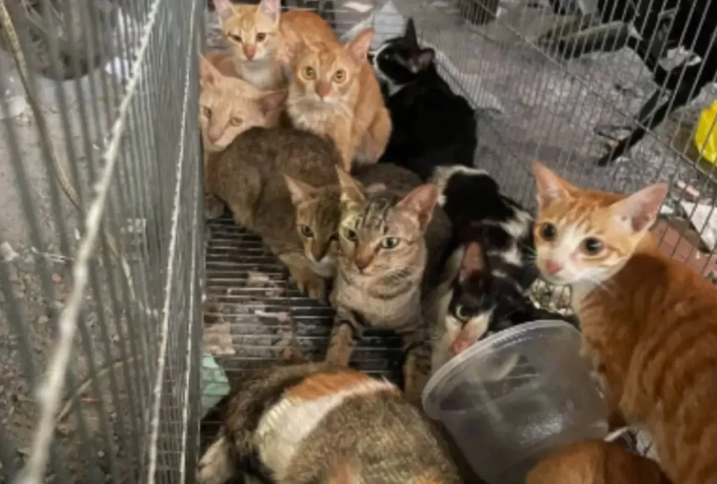 Quadrilha vendia carne de gatos