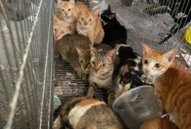 Quadrilha vendia carne de gatos